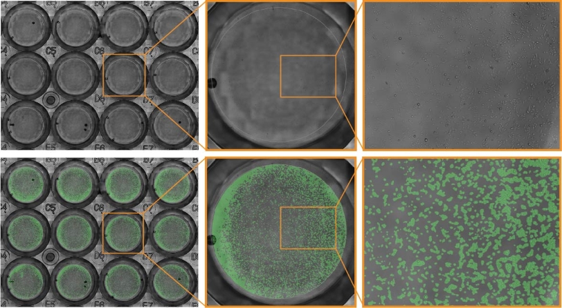 JnHEK cells were seeded in a 24-well plate and monitored on the Omni platform.