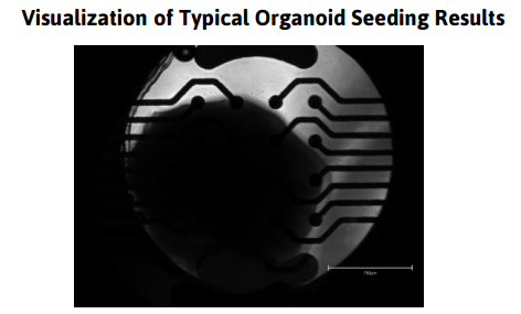 Visualization of Typical Organoid Seeding Results