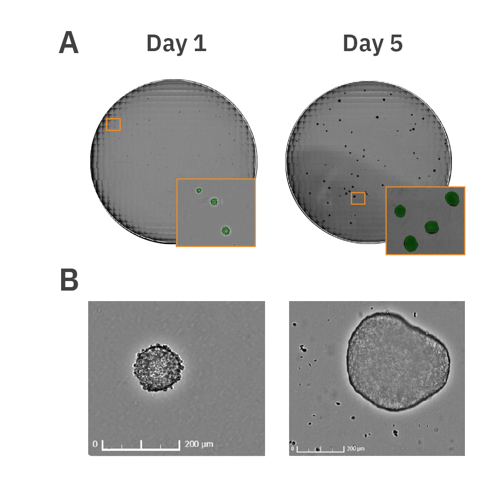 Human iPSCs were used to prepare EB cultures