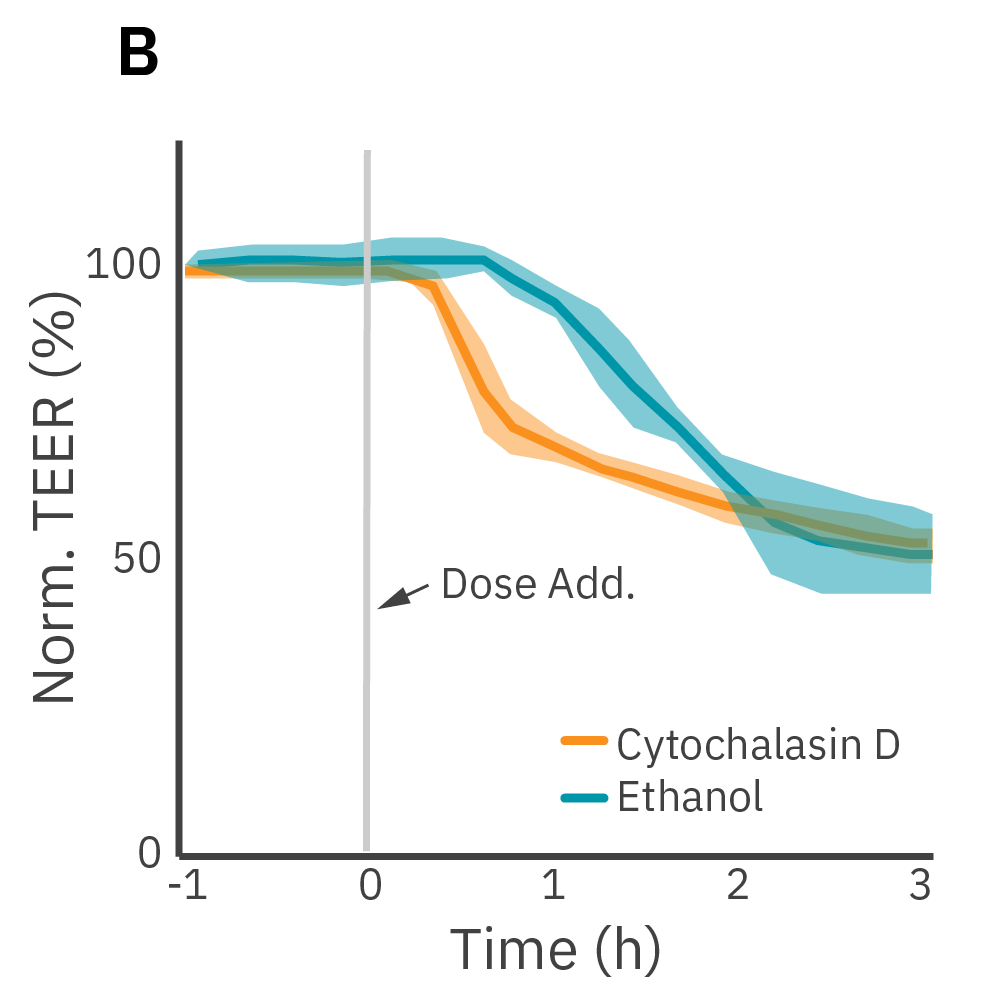 Monolayers cultured for 14 days and treated with Ethanol which significantly reduced TEER