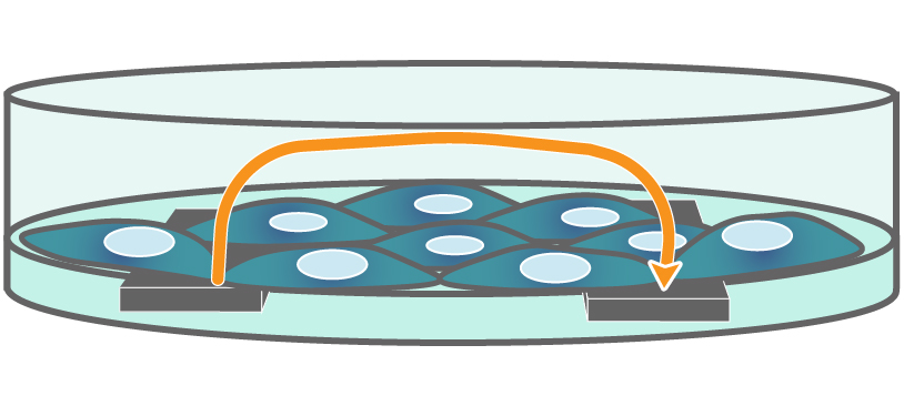Interdigitated electrodes embedded in the cell culture substrate at the bottom of each well detect small changes in the impedance of current flow caused by cell presence, attachment, and behavior.