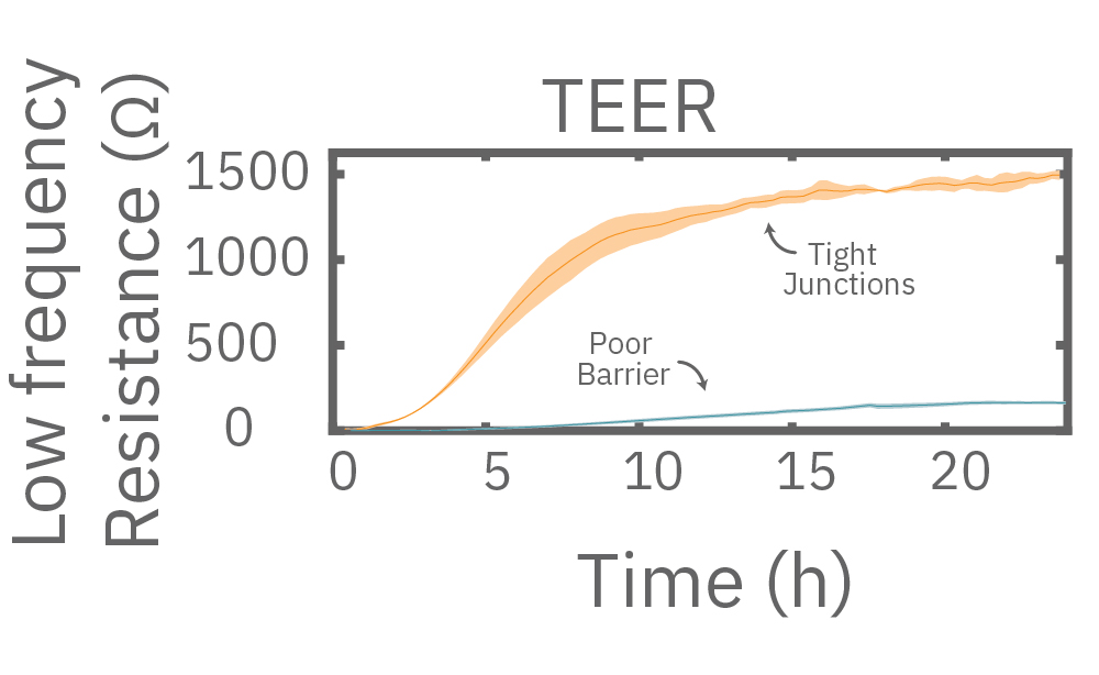 TEER, measured at 1 kHz, reveals that only Calu-3 cells form a strong barrier, as they express tight junctions to block flow between neighboring cells.  