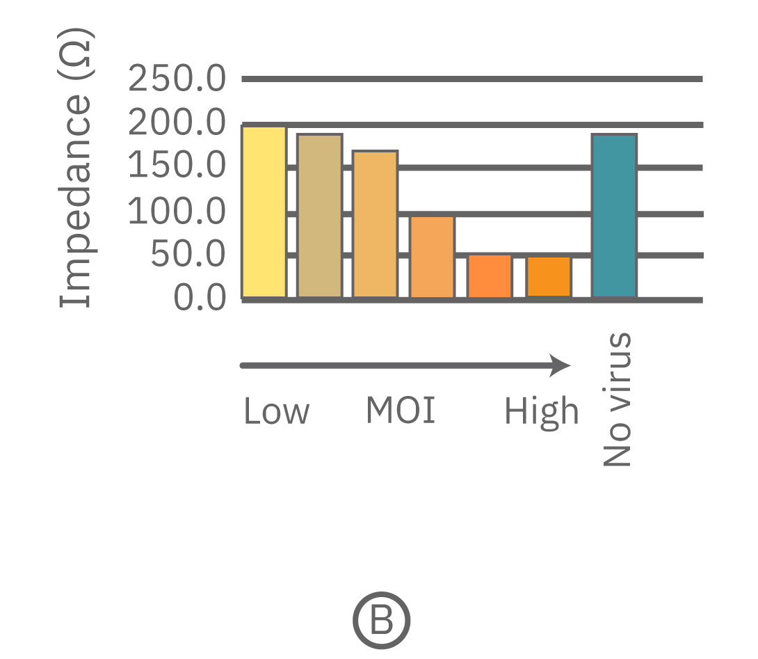 The addition of SARS-CoV-2 virus resulted in increase cell death in infected cells that correlated with increasing virus concentrations.