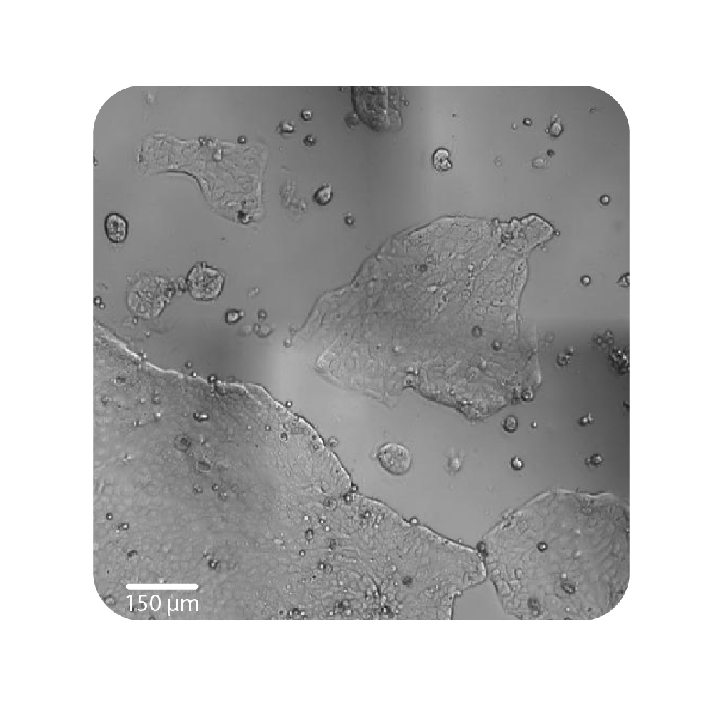 Cell Proliferation Figure 2B Plate Well