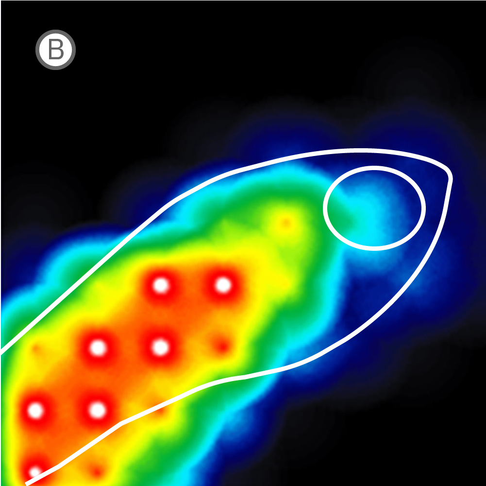 Zebrafish on MEA plate