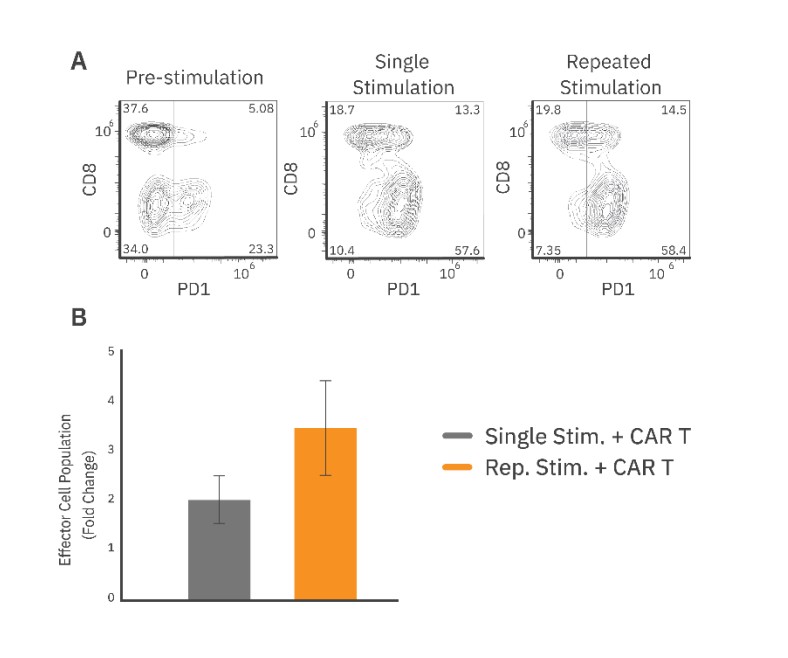 Characterization of CAR T population before and after  single or repeated stimulation