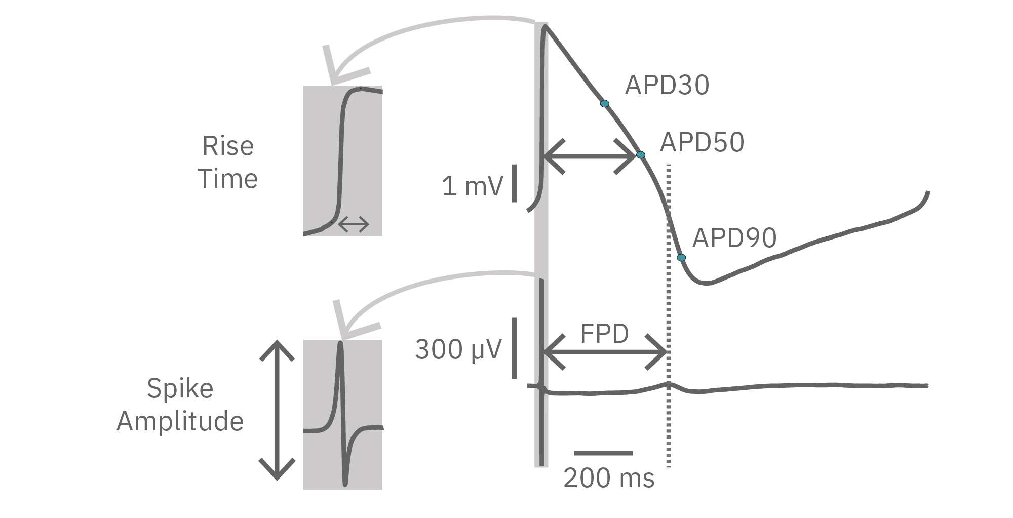 LEAP detecting arrythmias