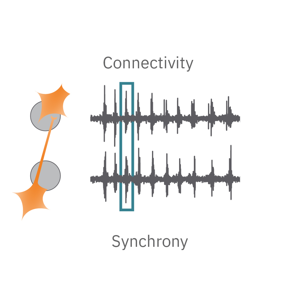 Synchrony reflects the prevalence and strength of synaptic connections, and thus how likely neurons are to generate action potentials simultaneously 