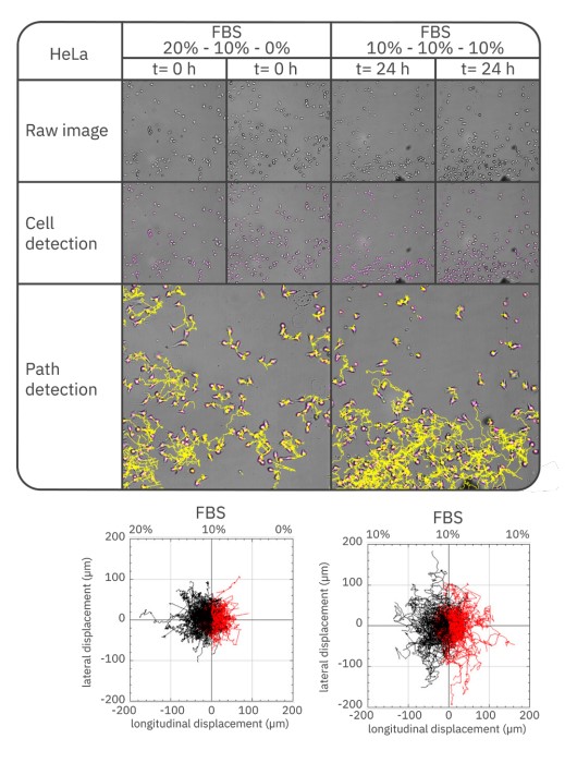 HeLa cells cover a larger distance in constant FBS concentration but prefer to migrate towards a higher FBS concentration when exposed to a gradient