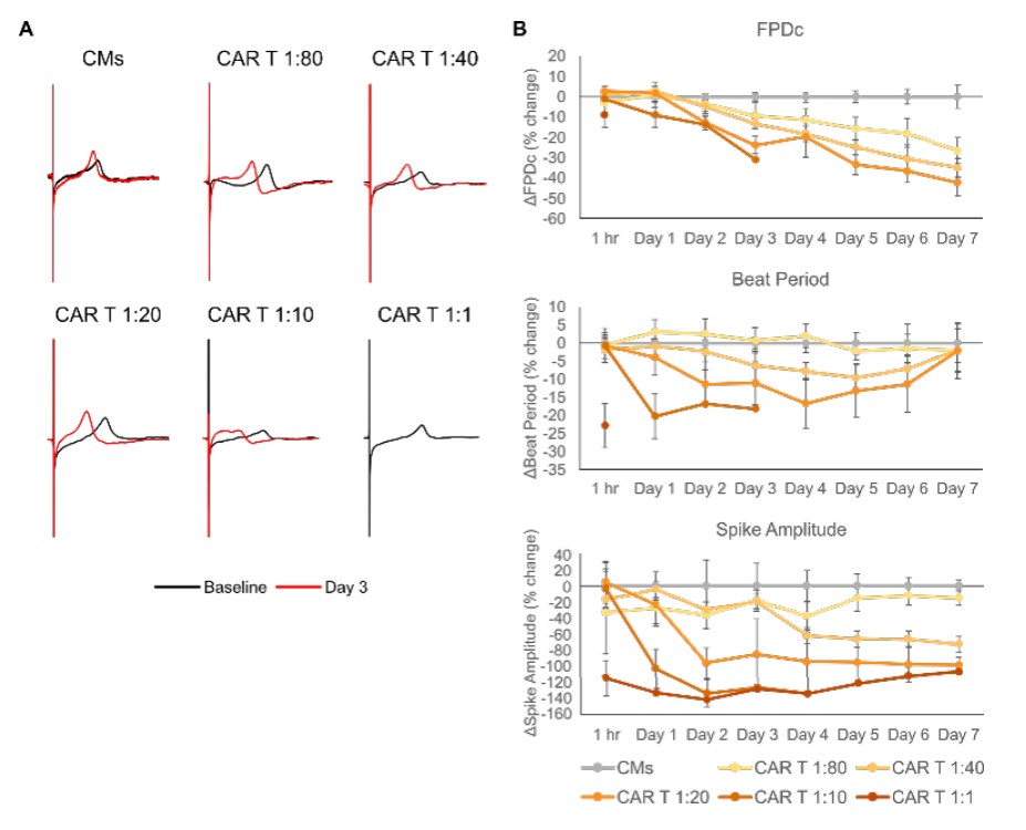 Electrophysiological changes in iPSC-CMs induced by  HER2-CAR T cell treatment.