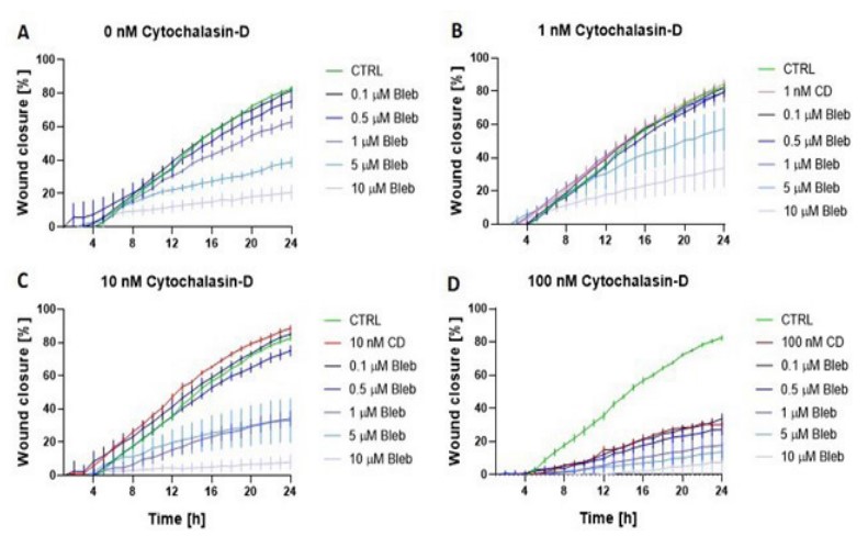 Percentage wound closure over time (mean ± standard  error of mean, n=4) for the subgroups of cytochalasin-D
