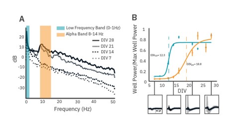 LFP development during maturation of rat cortical neuronal cultures.