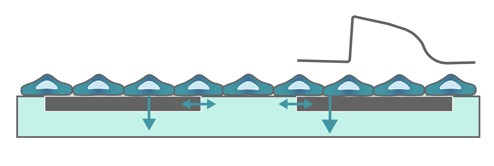 Rendering of cells growing over the electrodes at the bottom of the well