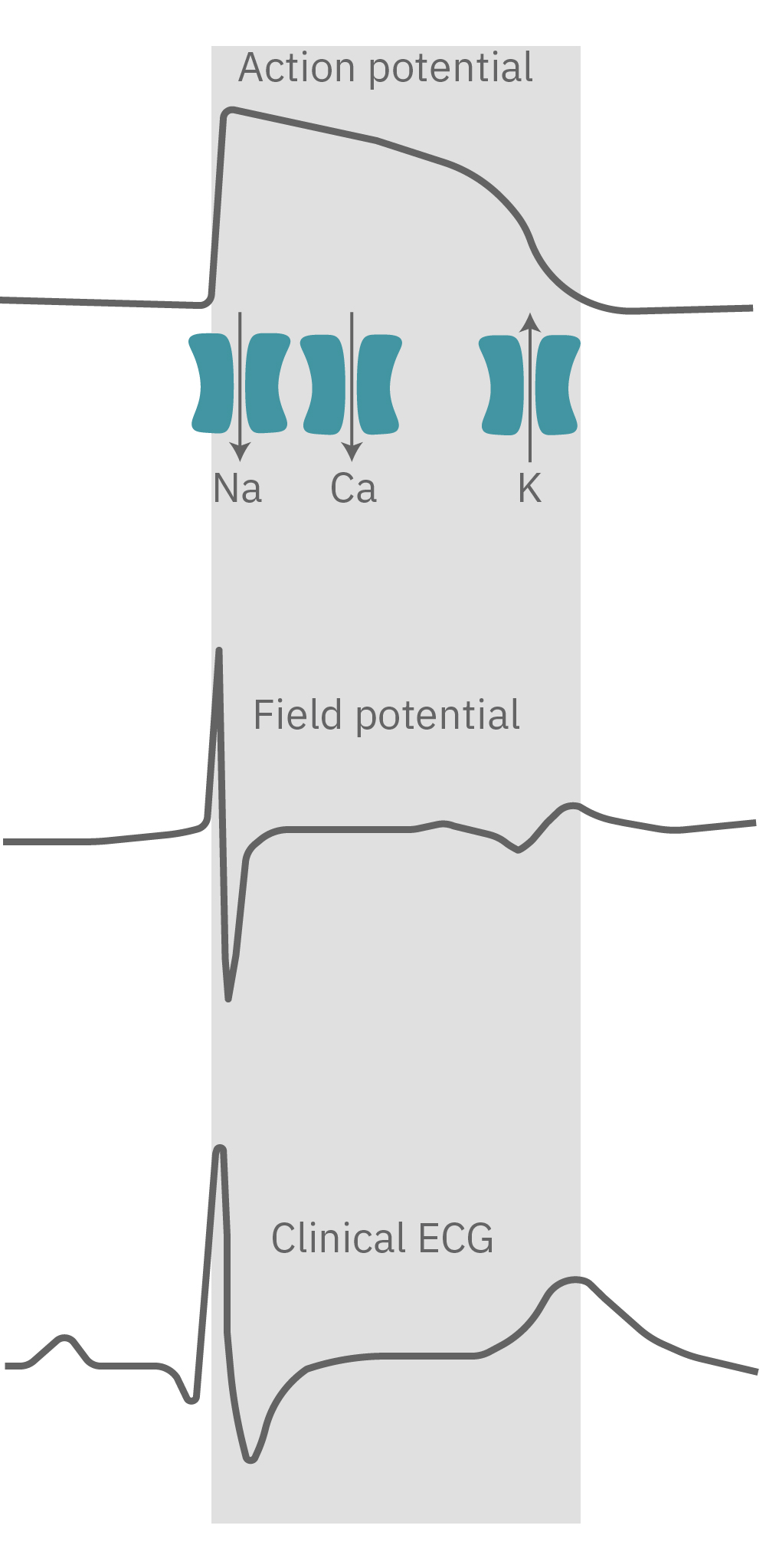 Cardiac Action potential propogates across the cells in the syncytium.