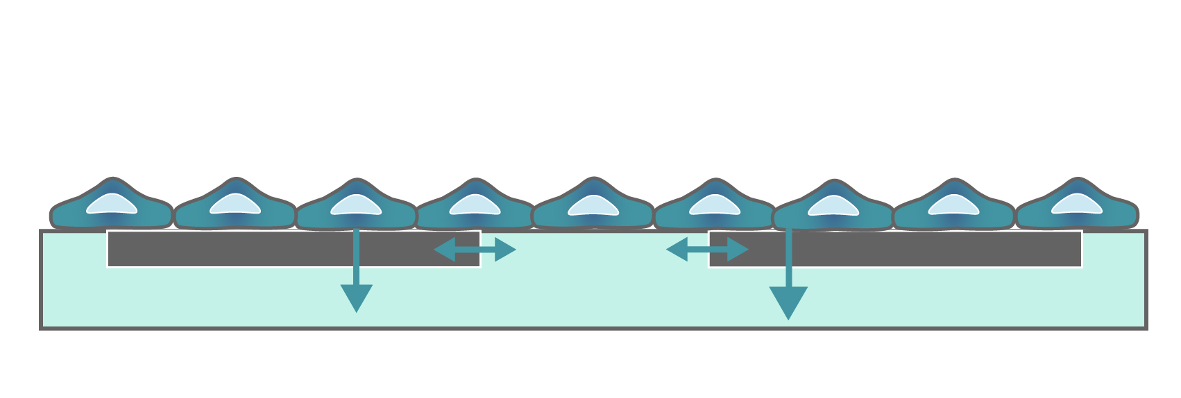 Rendering of cells growing over the electrodes at the bottom of the well