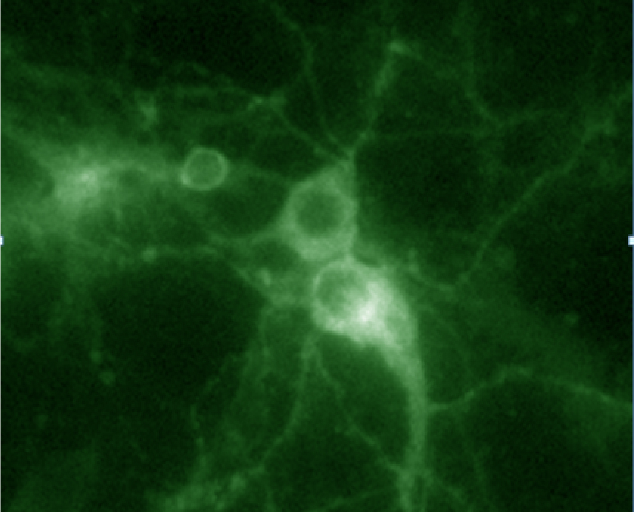 ChR2+ Rat cortical neurons (Div 14)