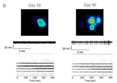 mini brain neural activity over multiple time points