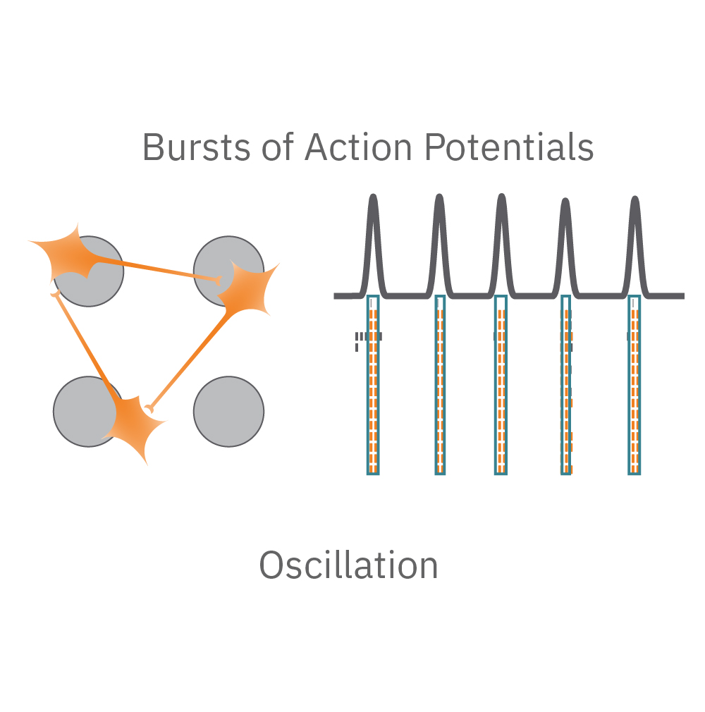 Network oscillations, or network bursting, are defined by alternating periods of high and low activity
