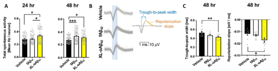 Spike shape recorded from neurons changing with addition of immune cells