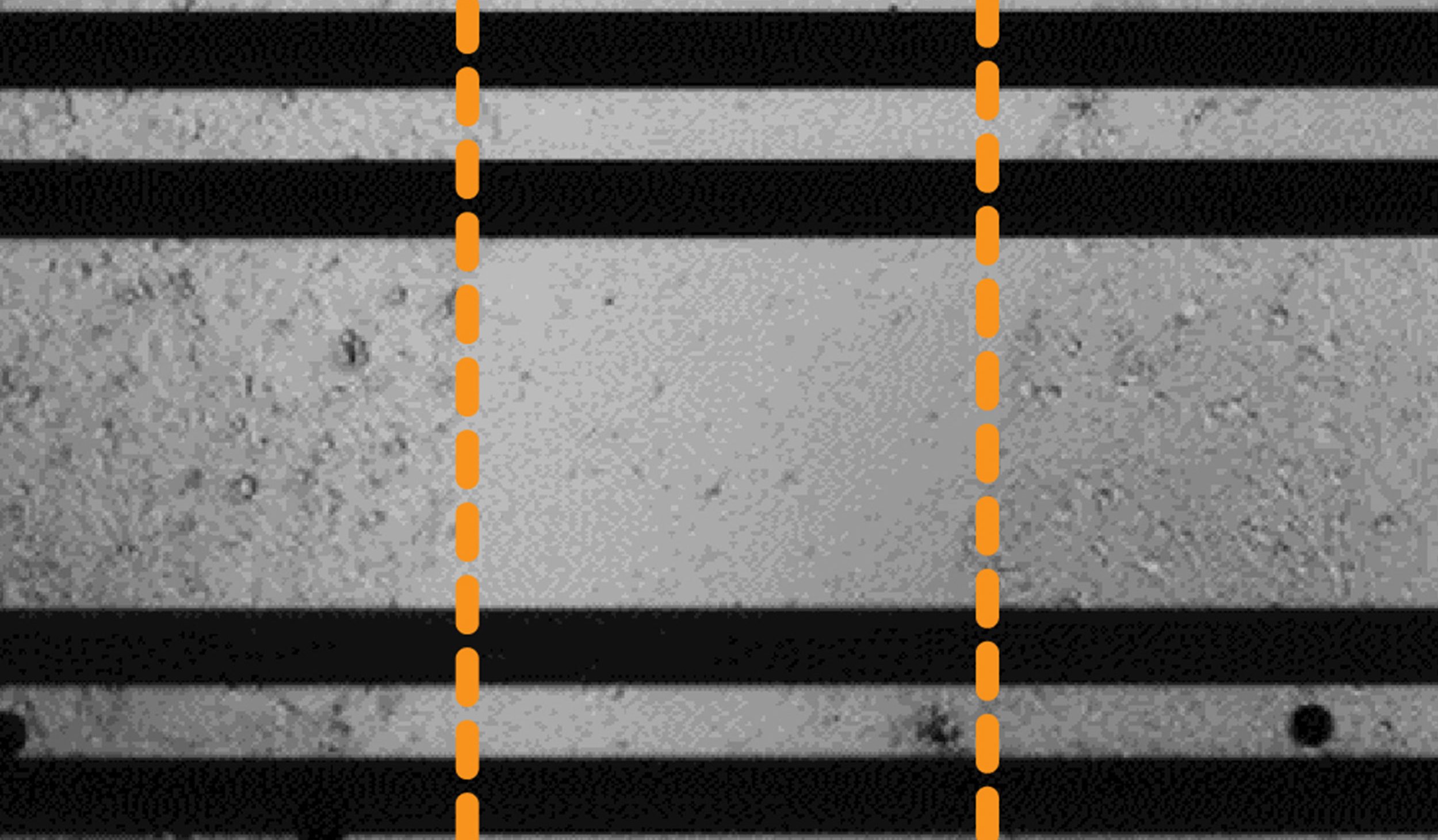 Cell migration across a scratch assay