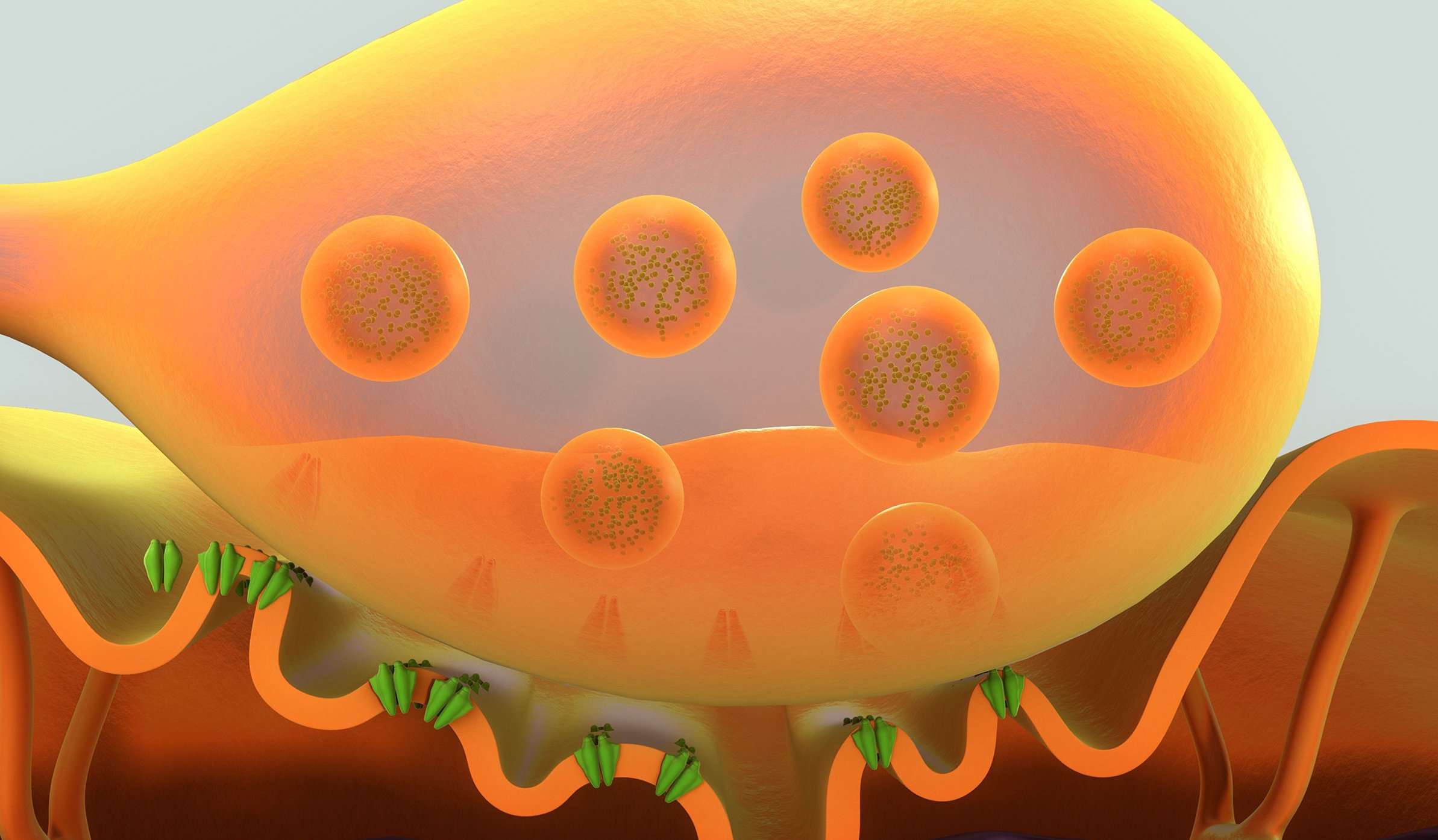 neuromuscular-junction-in-vitro-assay-axion-biosystems