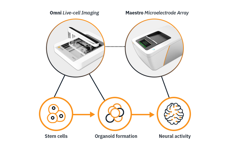Neural Organoid Assay Workflow.  Track the formation of organoids over time with the Omni imaging system and then record the functional neural activity on the Maestro MEA system.