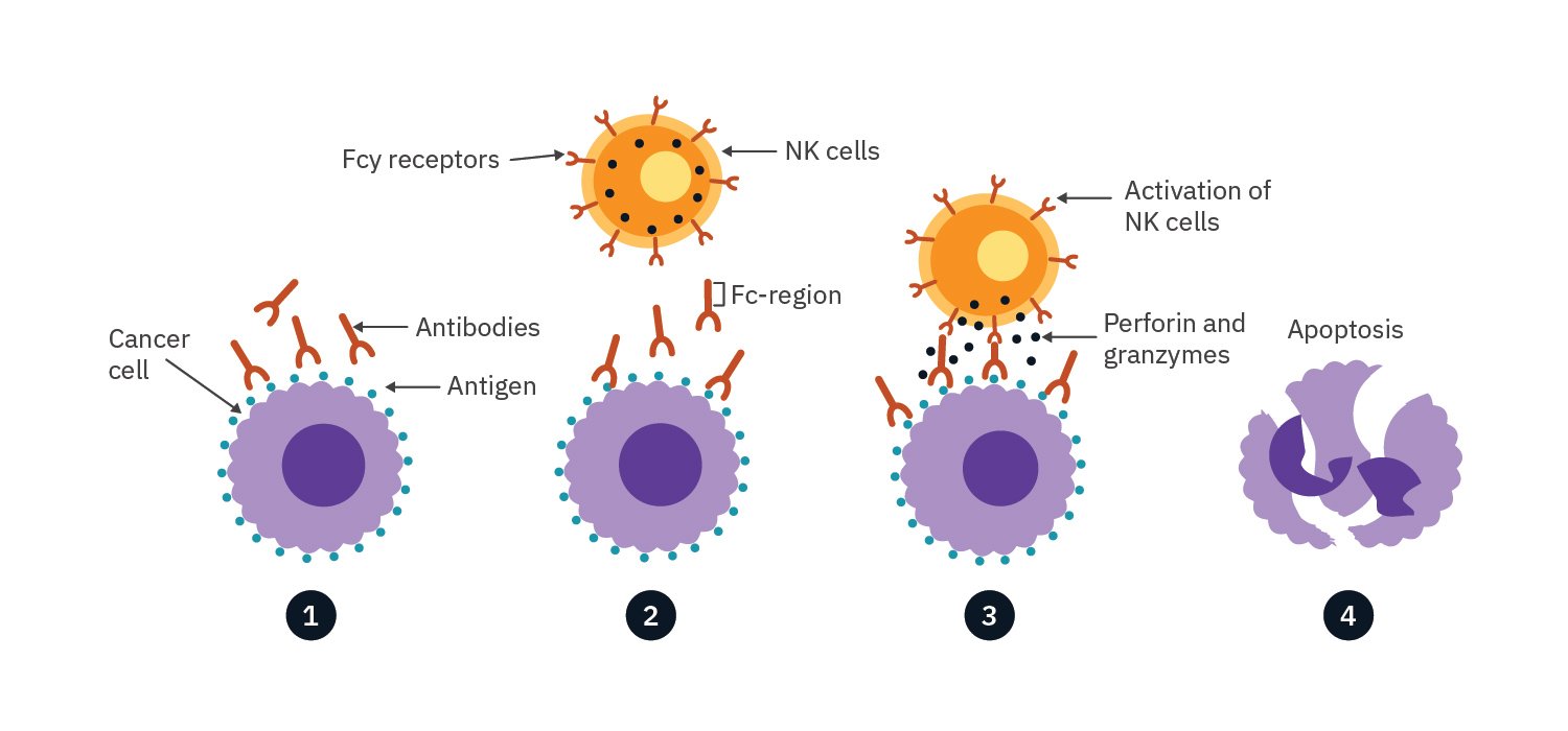 In vitro antibody-dependent cellular cytotoxicity (ADCC) cell killing assay steps for immunotherapeutic development.