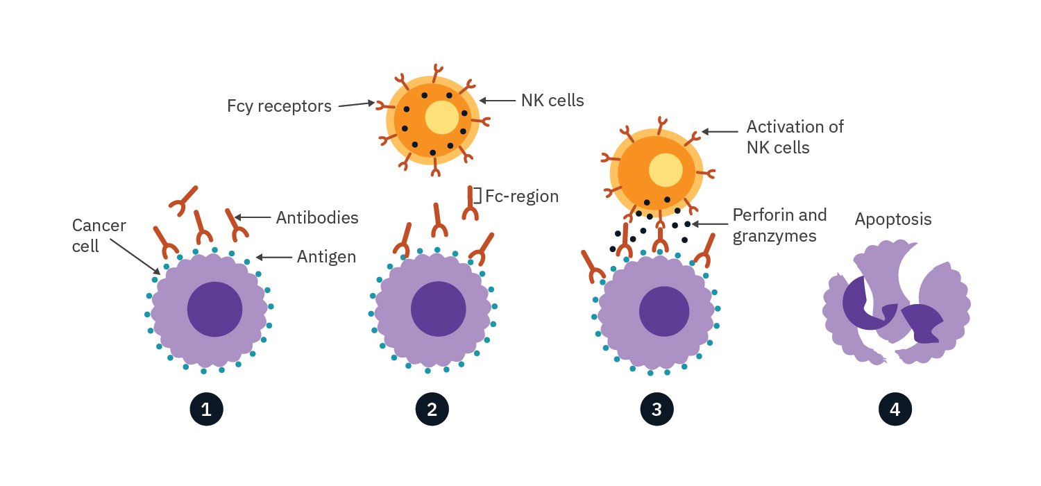 Antibody-dependent cellular cytotoxicity (ADCC) | Axion Biosystems