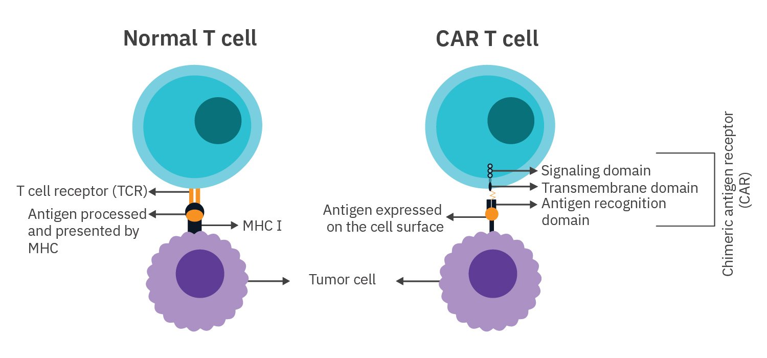 Chimeric antigen receptors (CARs) in CAR T cells recognize antigens expressed by the target cell and can be used to determine cell killing potency.