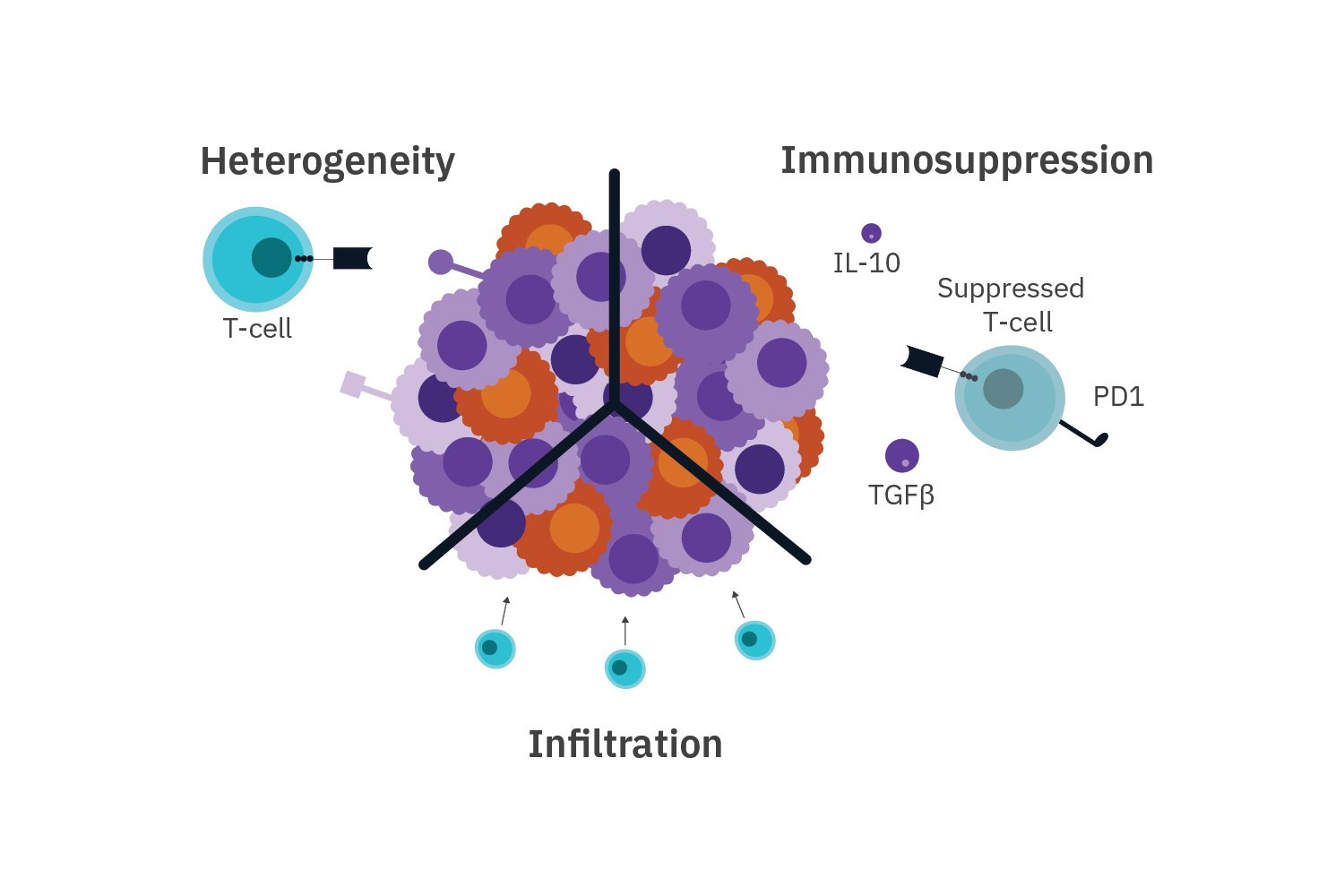 Common in vitro cancer spheroid or solid tumor cell killing assay challenges infographic: heterogeneity, immunosuppression and infiltration