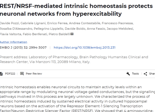 2013 Pozzi REST/NRSF-mediatiated intrinsic homeostatis protects neuronal networks from hyperexcitability
