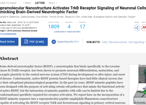 (2018) Edelbrock et al. Supramolecular Nanostructure Activates TrkB Receptor Signaling of Neuronal Cells by Mimicking Brain-Derived Neurotrophic Factor 