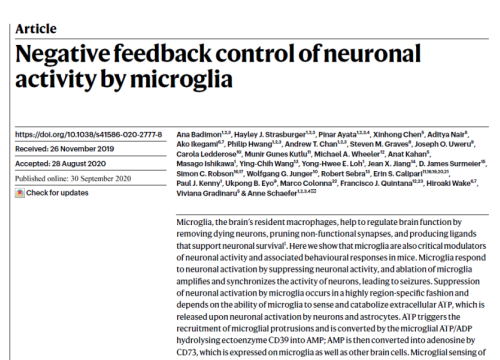 2020 Paper on neuronal activity by microglia with maestro pro