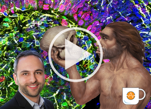 Neanderthal mini-brain video