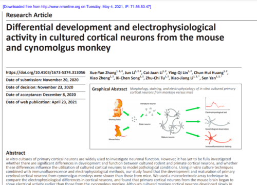 2021 publication Maestro MEA comparing primate and rodent primary cortical neurons