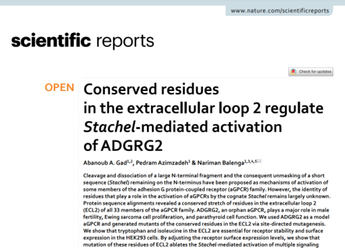 (2021) Conserved residues in the extracellular loop 2 regulate Stachel-mediated activation of ADGRG2