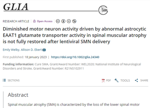 Glia 2022 publication on diminished motor neuron activity after lentivifal SMN delivery