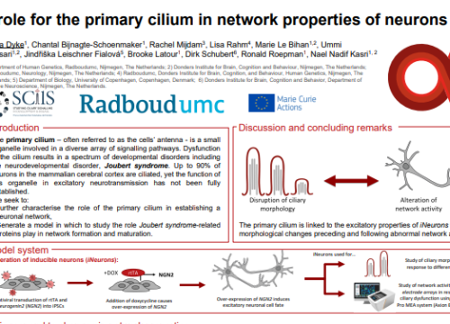 A role for the primary cilium in network properties of neurons