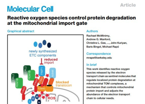 Molecular Cell, 5 December, 2024